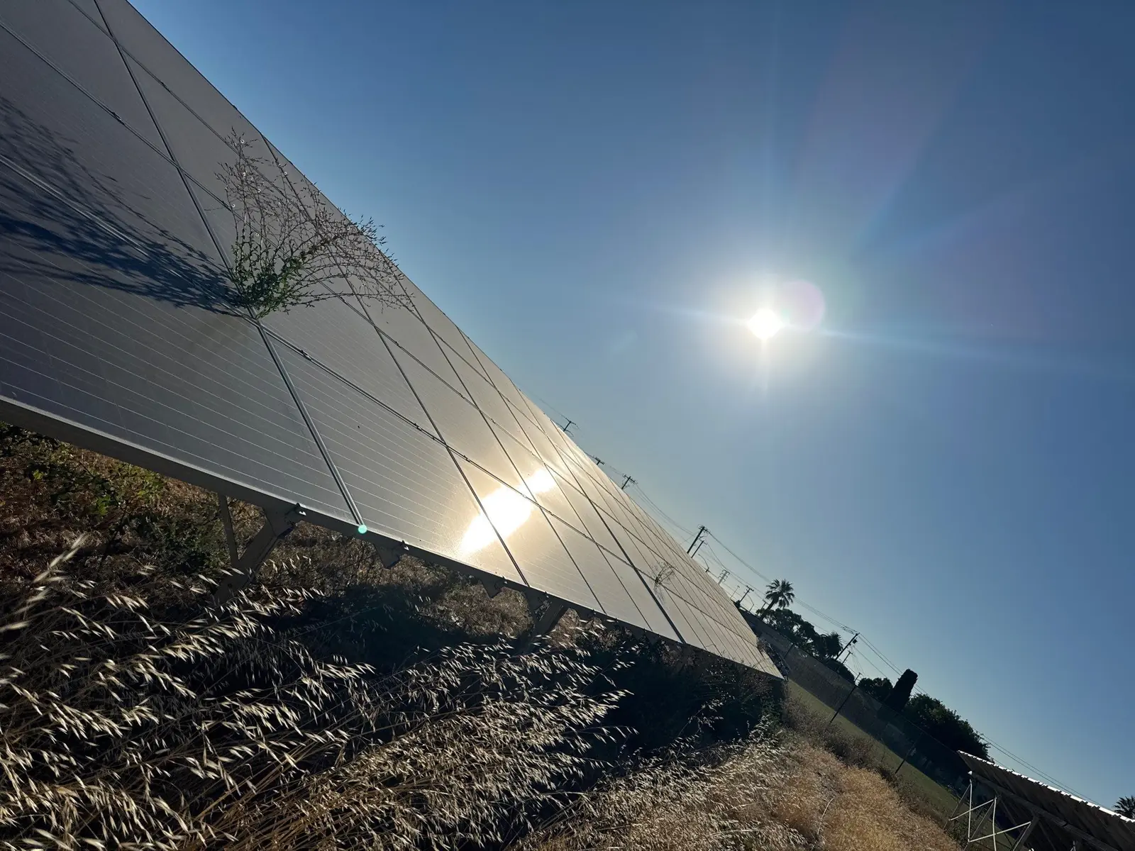 Dusty ground-mount solar panels with weed growth before cleaning, Pittsburg school district site